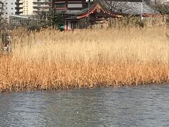出世開運のご利益で知られる不忍弁天堂の遠景。
不忍池を琵琶湖に見立て、琵琶湖の竹生島になぞらえて小島を築き、祀ったもの。