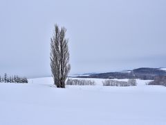 レンタカーを借りて雪の美瑛の丘巡りです。今年は雪の量が多いとレンタカー屋さんに言われました。車も滑りながらケンとメリーの木から回りました。