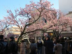 父と合流してタクシーでホテルに向かいますが、乗ったタクシーの運転手が貸し切りツアーをしてくれるというので、コースはおまかせに。まずは満開のあたみ桜を見に。桜の木の上ではメジロがたくさん鳴いていました。