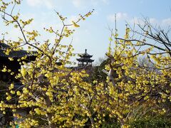 世界の梅公園

全体の見頃には，ほど遠かったです。
遠くに見えるのは，唐梅閣。

入園有料
駐車料金も

綾部梅林も考えましたが，
さらに先で遠いので こちらにしました。





