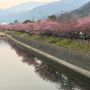 開花は早め、満開までは遅め河津桜祭2018