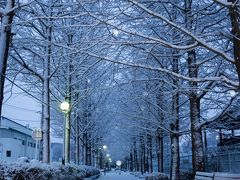 2月2日
夜半から雪が降り始め、この冬2回目の積雪。
日の出前から雪景色撮影に出かける。まずは、これまたいつものウォーキングのコースの一つ、駅東公園のイチョウ並木にて。