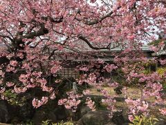 来宮神社から畑の中の小道を通って原木のあるところへ。案内の看板もあります。
原木のあるお家の前は一応町の幹線道路ですが、あまり道幅がないので注意が必要です。原木は開花が早くていつも他の子孫たちに先んじて満開になります。
この日で、6，7分咲きでもう見頃です。民家の庭なのでご迷惑のかからないように