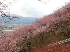 松田山ハーブガーデンの河津桜。7分咲～見頃。