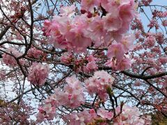 河津は河川は5分咲程度だったけど原木は7分咲くらいで何とか見頃だった。