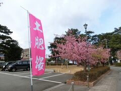 土肥桜はすでに満開時期が過ぎて一部葉桜状態。