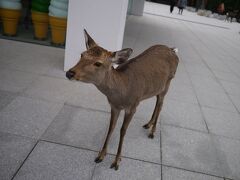 春日大社で一番初めにあった鹿さん

人懐っこい♪

＜春日大社＞
http://www.kasugataisha.or.jp/