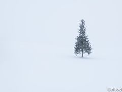 この日の最後の訪問地は、クリスマスツリーの木。今回の旅では、太陽に恵まれなかったので、ほとんどの写真をこのようなモノトーンでハイキー調で仕上げました。