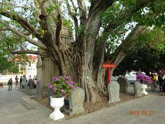 　バンパイン宮殿内の歴史を感じさせる、菩提樹の大木