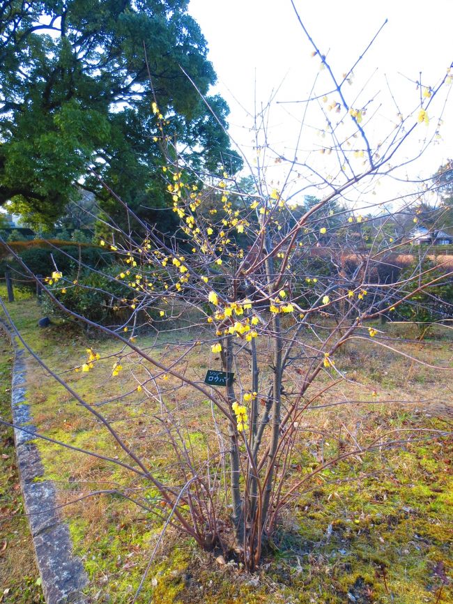 ロウバイが咲いていた。