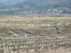 やっと来る事が出来ました～、日本最大の鶴の渡来地「出水市・北西部」。

この季節しか見ることが出来ない越冬の鶴～、
１２月から１月がピークでその数１万羽とは凄いです！、３月頃まで見られるらしいです。

＊詳細はクチコミでお願いします