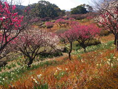 うんまか黒毛和牛のビフカツで満腹になったら
バスで吉野公園へ向かった
ニホンスイセンと紅梅白梅が見られるというので行ってみた
広い敷地にびっくり

吉野公園は桜の名所なので、桜の季節に花見弁当と缶ビール持参で行ってみっが～