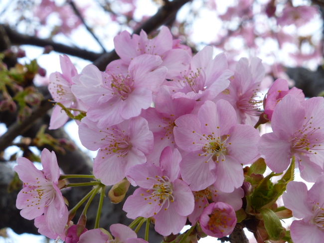 河津桜に６枚目の花びら 松戸 千葉県 の旅行記 ブログ By Yo Haiさん フォートラベル