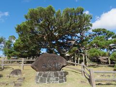 五枝の松に来ました。国の天然記念物で日本の名松百選との事です。