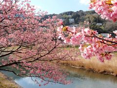 川沿いにずっと続く河津桜の桜並木。
やはり本場の河津の桜。規模の大きさは圧巻！！
