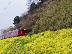しもなだ運動公園から車で数分。

双海町の閏住（うるすみ）地区の土手に咲き乱れる、菜の花。

あっ、ちょうど観光列車の伊予灘ものがたりがやってきた！！！