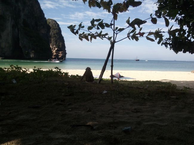 昼頃になると、大敵、猿が活発化します。食べ物をあさりにあちこちに。