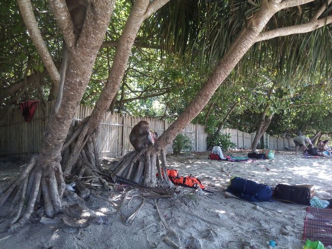 猿、猿、猿。数年前はそんなに猿はいなかったとか。リピーターのヨーロピアンのご意見。