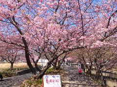 名前がついた名木がいくつかあるのですが、その一つ「音蔵の桜」