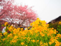 河津桜まつりの川沿いの真ん中より手前ですかね？
菜の花もちょっと咲いててかわいい。

この菜の花の横では伊豆みかんの生絞りジュースが売っていて、
とってもいいみかんの香りが漂っていた。