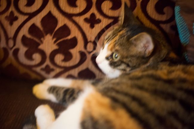 お店の看板ネコさん