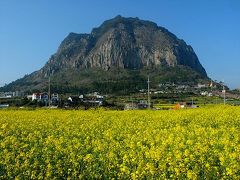 済州（チェジュ）島南部にある西帰浦（ソギポ）市から西に向かうと、不思議なテーマの博物館が目白押しなんですが、SUR SHANGHAIたちは自然の風景を眺めに山房山（サンバンサン）のあたりまで行ってみました。

山房山は８０万年前に形成された溶岩ドームということですが、伝説によると、済州島を創ったソルムンデハルマンと言う女神が放り投げた峰が山房山になったと言われているそうです。

この四月の始めには、満開の菜の花畑の向こうに見えた姿が印象的！