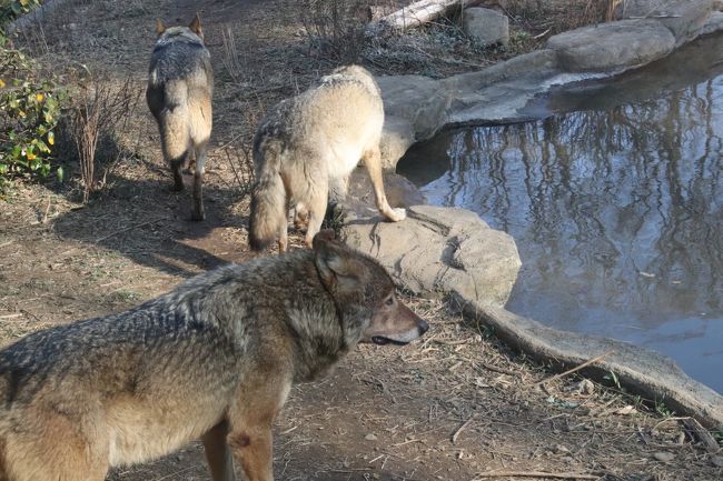 多摩動物公園を３ヶ月ぶりの春にやっと再訪 前編 マレーバクのソラちゃん哀悼 ツキノワグマのソウくんやタスマニアデビルやコツメカワウソの可愛い姿に癒される 日野 昭島 東京 の旅行記 ブログ By まみさん フォートラベル