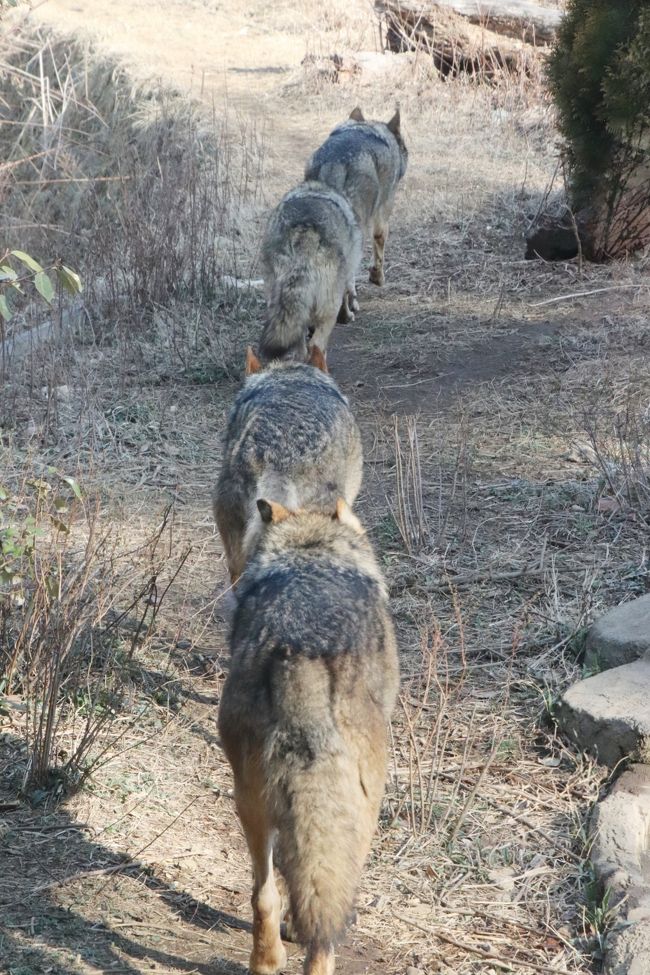 多摩動物公園を３ヶ月ぶりの春にやっと再訪 前編 マレーバクのソラちゃん哀悼 ツキノワグマのソウくんやタスマニアデビルやコツメカワウソの可愛い姿に癒される 日野 昭島 東京 の旅行記 ブログ By まみさん フォートラベル