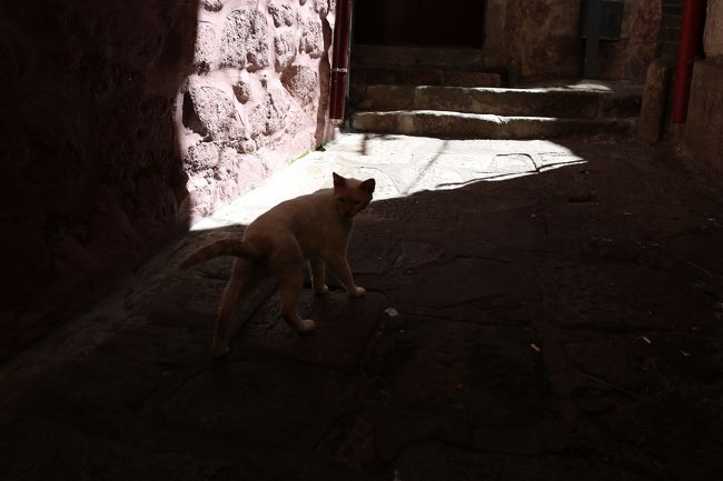 こんな路地にはニャンコも必ず居てね。