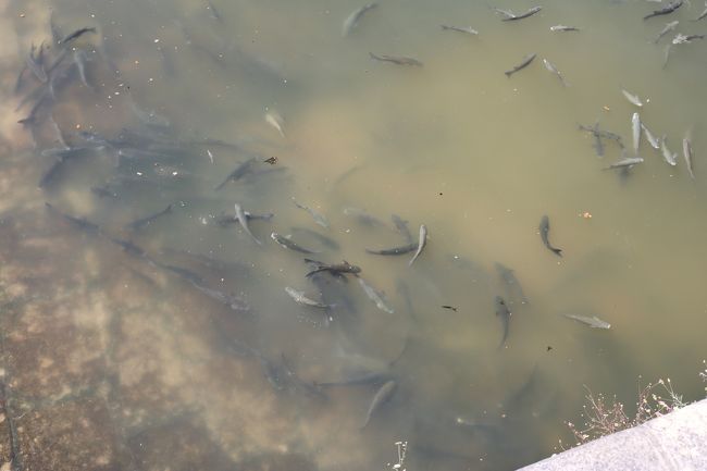 すげー数の魚Σヽ(ﾟДﾟ; )ﾉﾁｮｯﾄｷﾓｲ