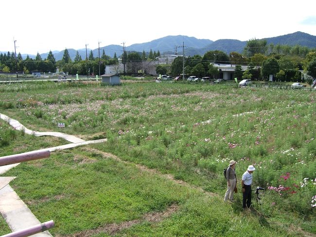 まだ早かったようです。