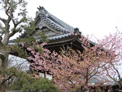 鎌倉　本覚寺　鐘楼横に咲く河津桜