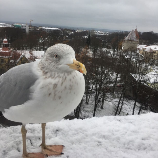 人馴れしたカモメが、挨拶してくれました。