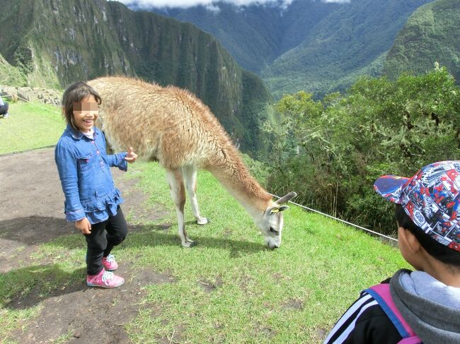リャマさんが普通に遺跡内にいます。人慣れしてるから近寄っても気にしない。<br /><br />日曜はクスコの地元民に無料解放されてるらしく、現地の人っぽい家族連れがいっぱいいました。