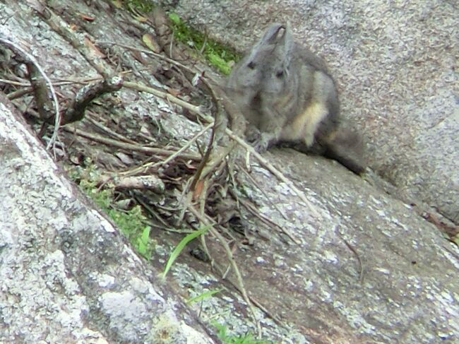 更にどーん！<br /><br />居たー！！<br /><br />なかなかに愛くるしいお顔ですね。堪らん。けしからん。<br />どうやらチンチラの仲間だそうです。<br />チンチラを飼いたいだけの人生だった…