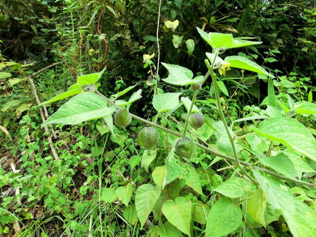 ガイドさんが高山植物にお詳しいようで、これは何ですよとか言われたから写真撮ったんだと思うけど、植物に興味無さ過ぎて全く覚えがございません。<br /><br />植物好きな方へどうぞ。