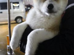 犬っこまつりの会場まで従兄弟に車で送ってもらった。

「私たちは家でゆっくりしている方が良いよ～。」と帰ってしまった。ジモティでも若者じゃないと祭りに心躍らないのかね。 

「犬っこに会いたい！！！」
わくわく踊りだしそう気持ちを抑えて、小雨の中を会場へ急ぐ。

そう、なんと、まさかの雨！！！
こんなに寒い今季の真冬に雨が降るなんて、考えられない～～！！

足元は雪と雨が混じってぐちょぐちょ。
私はトレッキングシューズ、息子Ｂはスノーブーツで防水スプレーをがっつりかけてきたけれど、
中身染み込んできそうで心配。

そんな時、目の前に天使が現れた！

め、めんこい。
なんだこのデカイぬいぐるみは！