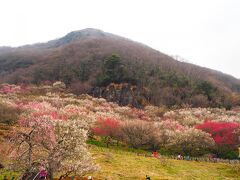 今日は「梅の宴」最終日。
午前の天気は曇り。
10時15分頃梅林入口に到着。