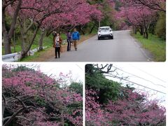 本部八重岳桜まつり

先ほどのさわのやさんの店内に貼ってあったポスターを見て来てみました。
山を車でどんどん上っていくと、道路の両側に桜並木が続きます。
ソメイヨシノとは少し違い、こいピンクの小さめの花が咲き誇っていました。
寒緋桜と言うらしいです。
別名、緋寒桜とも言い、彼岸桜とは違うそうです。