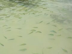 最後はカイ・ヌイ島のビーチ
波打ち際に、魚がたくさん！
というのも「えさを与えないでください」の看板の前で、
中国人団体が、思いっきりパンをまいていました。
上から見ても分かるくらいの魚の量で、ボクちゃんは大喜びでした。
家族４人でシュノーケリングツアーに参加できて本当に良かった。
前回のラチャ島のシュノーケリングツアーより、良かったかな＾＾
