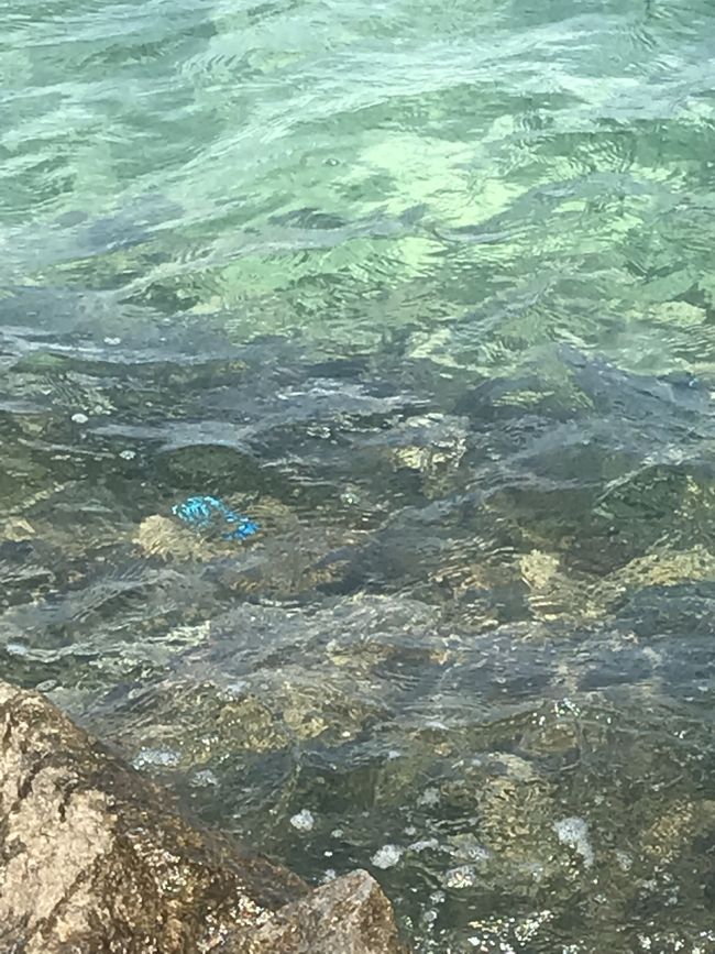 蛍光の青いお魚がたくさんいました。<br /><br />わかるかな、、