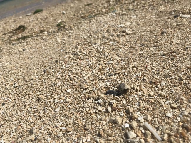 ヤドカリ発見。<br />