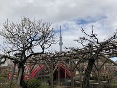 朝の錦糸町公園を歩いて亀戸天神へ。
ここは梅と藤の名所。
梅の木越しにスカイツリーが見える。