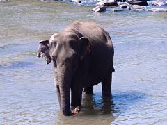 象の孤児園
川に十数頭の象が沐浴中。