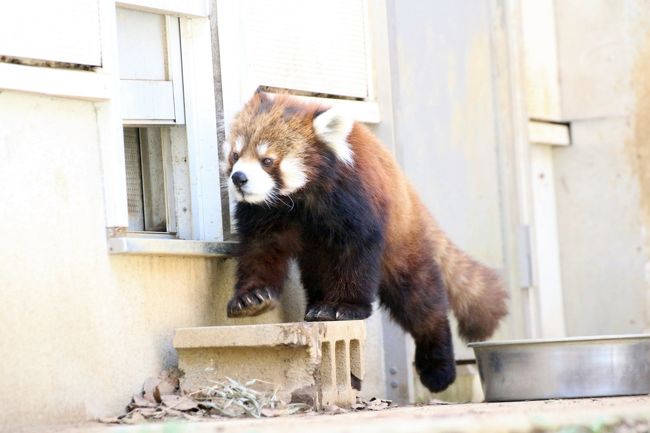 バックヤードへの扉が空く時間ではないけれど、ついつい気になるらしい<br /><br />そこからだと、バックヤードに飼育員さんがいるかどうか、気配が分かるのでしょう。
