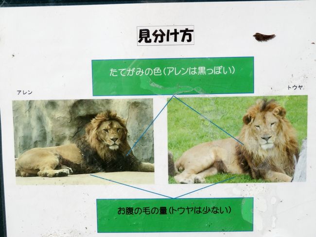 河津桜に迎えられた千葉市動物公園 後編 動物科学館は逃したけど 屋外のハシビロコウや 子ども動物園 のコンゴウインコやニホンキジ インドコクジャクなどの鳥類にも注目できたその他の動物たち 千葉市 千葉県 の旅行記 ブログ By まみさん フォートラベル 河津桜に迎えられた千葉市動物公園 後編 動物科学館は逃したけど 屋外のハシビロコウや 子ども動物園 のコンゴウインコやニホンキジ インドコクジャクなどの鳥類にも注目できたその他の動物たち 千葉市 千葉県 の旅行記 ブログ By まみさん フォートラベル