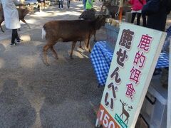 奈良公園を通りがかるのに、鹿せんべいを買わないわけにはいかないわ。

鹿さんはとてもよく見ていて、鹿せんべいを購入した人にずっとついていくの。
でもね、私は購入してすぐにカバンにしまってしまって、知らんぷりしてその場を離れたので鹿さんはついてきませんでした。

鹿さんは、臭いじゃなくて目で認識しているのね