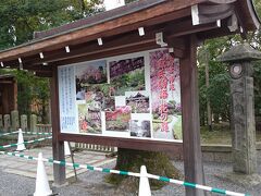 京大からバスを乗り継いできたのは城南宮。ここのしだれ梅は数年前に来た時に見事だったので5分咲きで見頃になったということで来てみました。