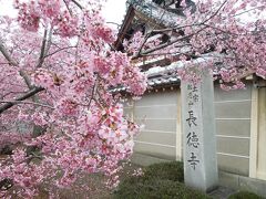 長徳寺があり
今、早咲きのカンヒ桜が満開です！