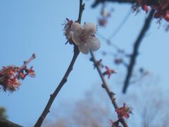 まだ3月中旬でしたが､既に有栖川公園の桜が咲いていました｡
この日､東京でソメイヨシノの開花が発表｡
桜は冬が寒いほど早く咲く傾向があり､平年よりも9日､昨年よりも4日早い開花で､史上3番目に早い開花だそうです｡
今年は開花が早かったですねっ！
♯桜開花 ♯有栖川宮記念公園